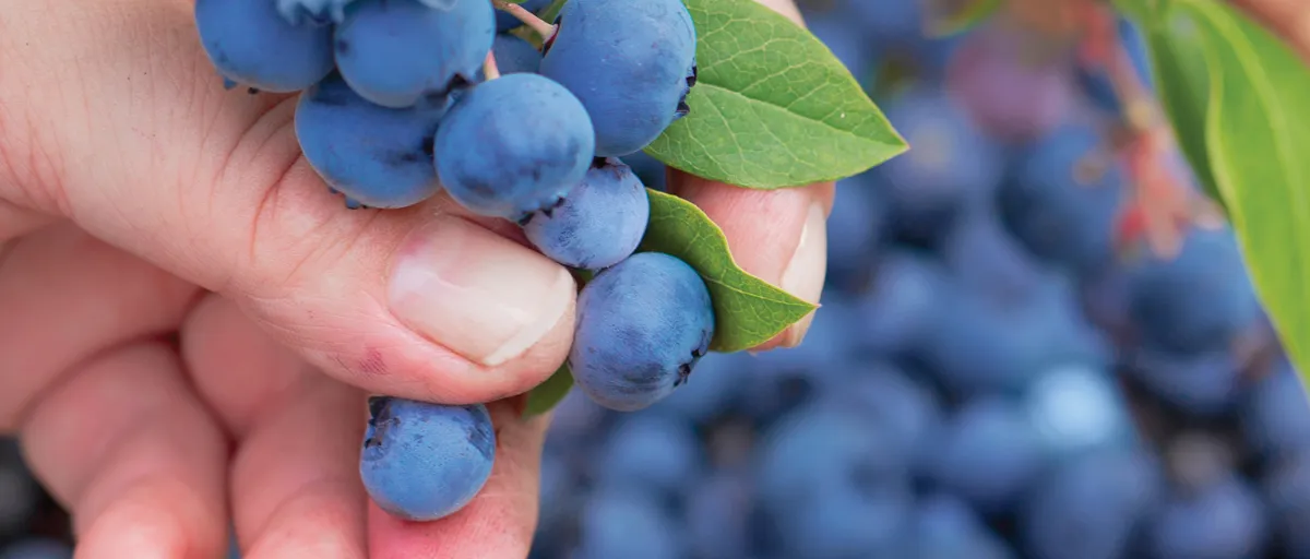 Searles Growing blueberries in pots